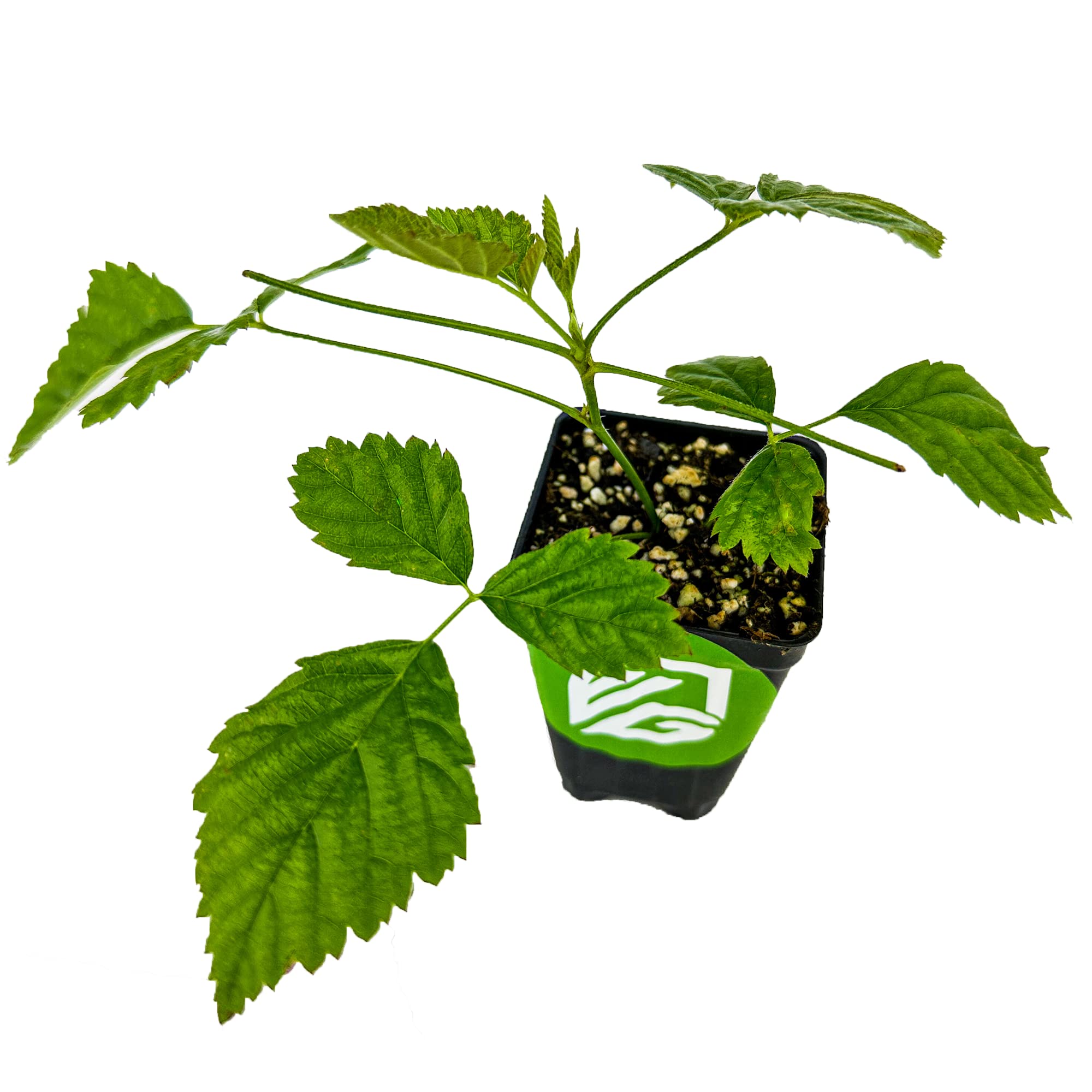 Boysenberry Live Plant Fruit Tree - Rubus - Wellspring Gardens Starter Plant