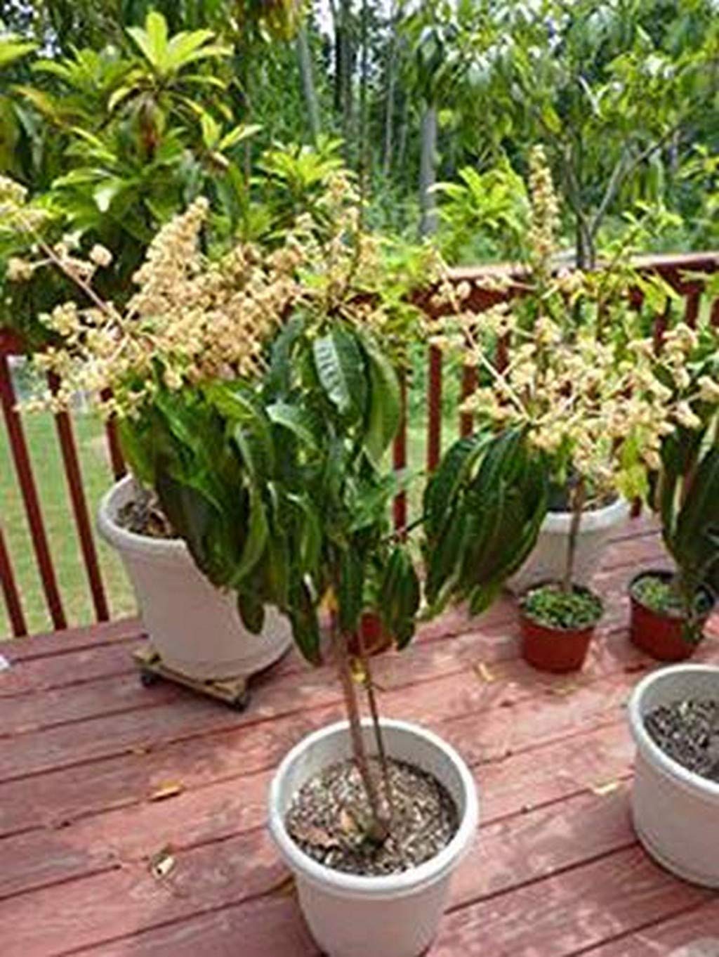 See full amazon price history chart for Creative Farmer Live Plant Gardens Rare Exotic Tropical Mango Fruit Plant Moovandan Grafted All Season (1 Healthy Live Fruit Plant) Creative Farmer Live Plant Gardens Rare Exotic Tropical Mango Fruit Plant Moovandan Grafted All Season (1 Healthy Live Fruit Plant) (B08P5RP39M) Amazon Price History, Amazon Price Tracker