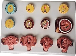 Study Model Human Pregnancy Embryo Model Development Process - Fertilized Egg Uterine Tissue Embryo Model - Fertilization and Early Embryo Development Process Model SaiFei