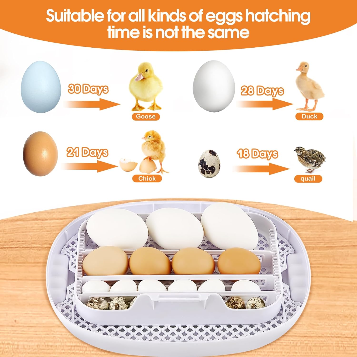 Hatching times for different poultry eggs