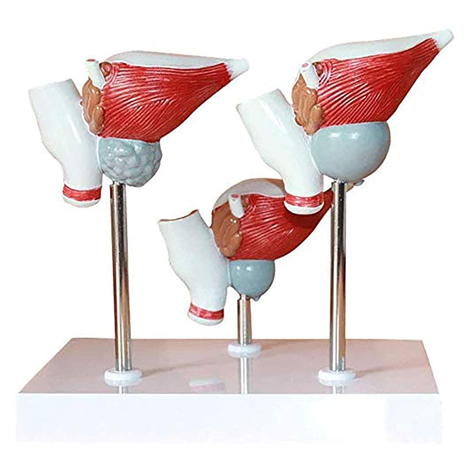 Anatomiemodelle, Anatomisches Modell des menschlichen Harnsystems