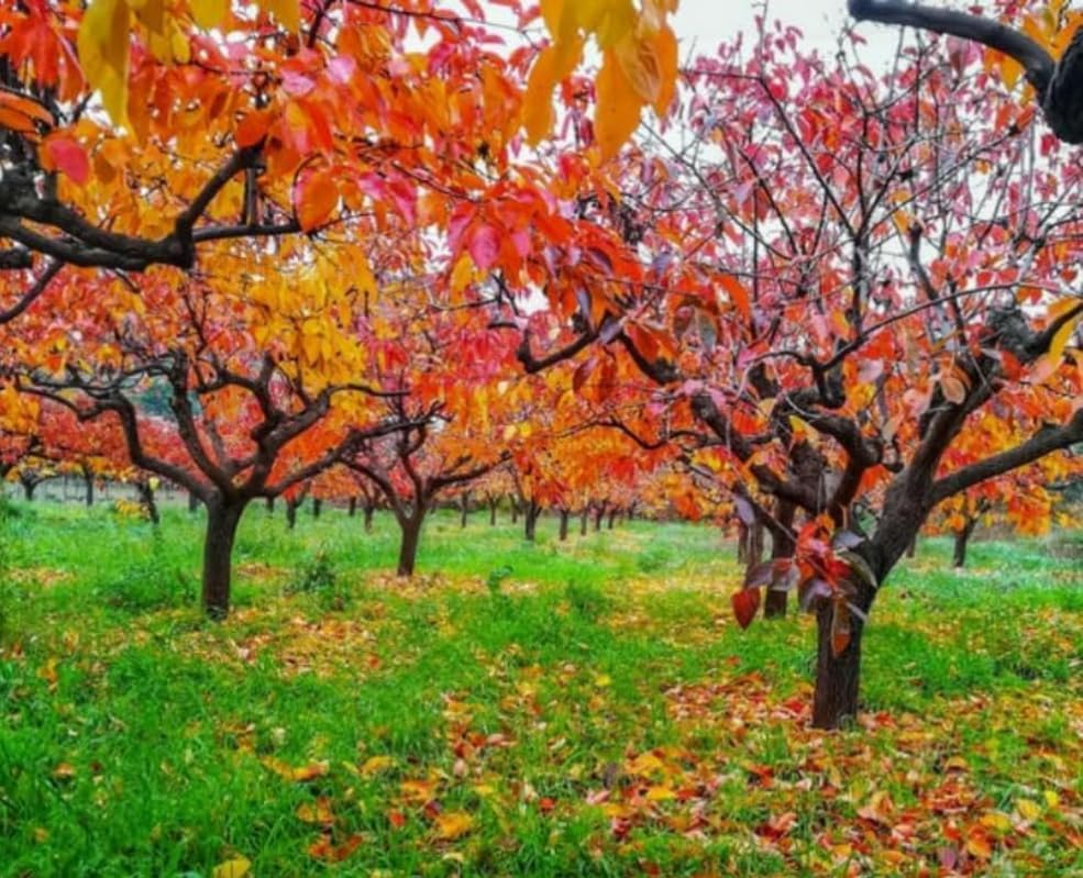 5 American Persimmon Trees - 10-18" Tall Live Plants - Cold Hardy, Native Common Persimmon Fruit Seedlings - Diospyros virginiana - (5 Pack)