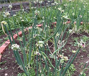 25 Egyptian Walking Onions Seeds for Planting, Not Bulbils