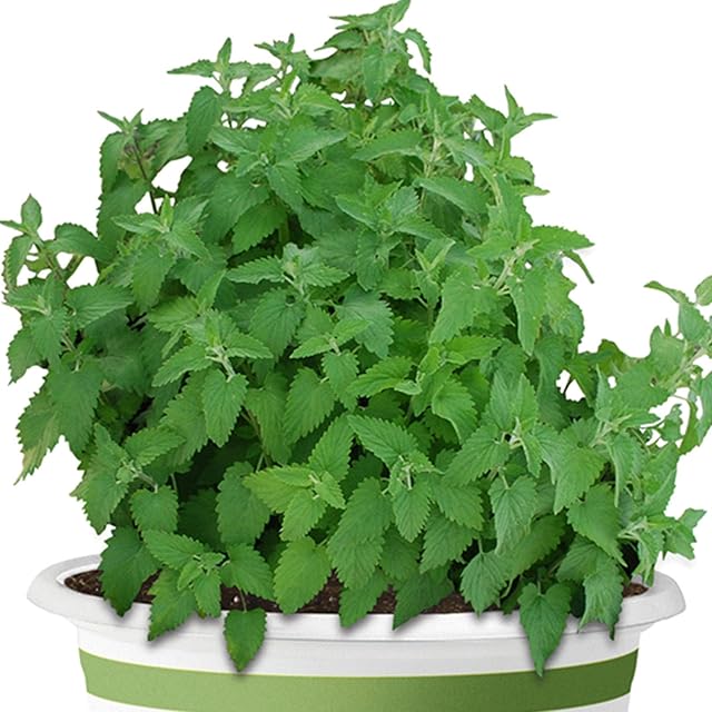 Welldales 50 Catnip Seeds Pack Gardens & Pots Aromatic Bush Plants UK Nepeta Cataria Catmint