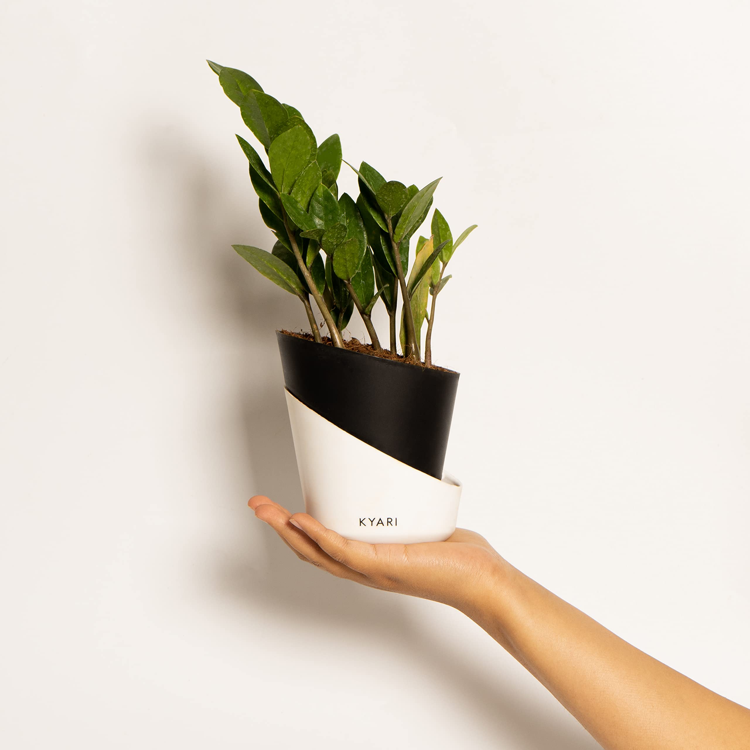 KYARI Zamia Green ZZ Indoor Plants for Living Room | Live Plants | Plants with Matte Black Self Watering Pot for Home | Air purifier plants | Plants for Home Decor | Plants for Garden & bedroom (B0BTJ2JNTS) Amazon Price History, Amazon Price Tracker