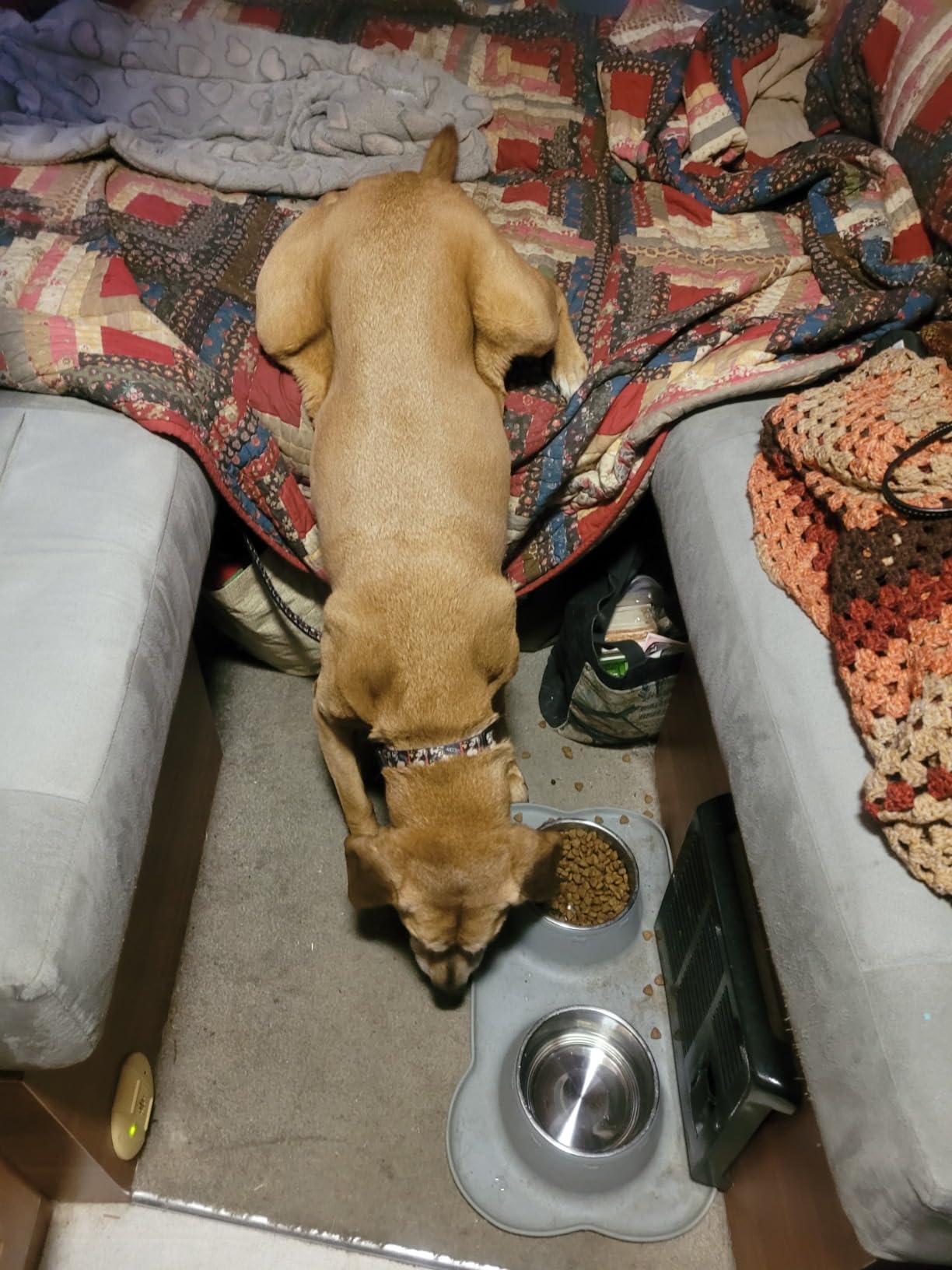 Blue Buffalo Life Protection Formula Adult Dry Dog Food, Chicken & Brown Rice Recipe, Made with Natural Ingredients, Helps Build and Maintain Strong Muscles, 15-lb. Bag photo review