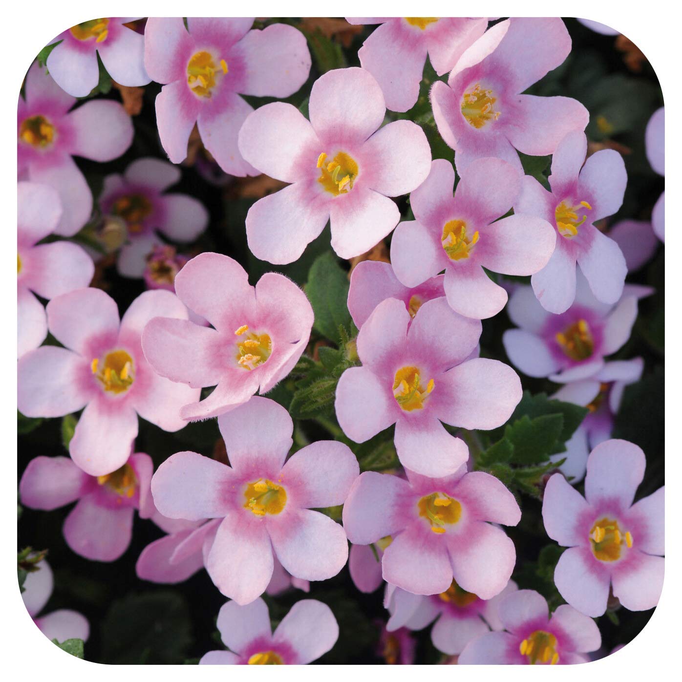 Bacopa Secrets XL Dark Pink Cutting Raised Basket Plug Plants x 5 Perennial