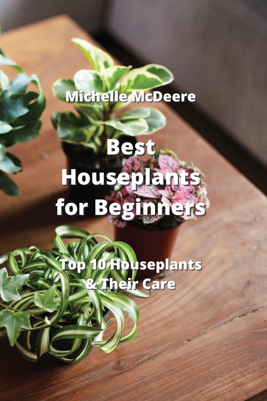 Best Houseplants for Beginners: Top 10 Houseplants & Their Care