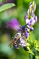 Vista 1 de Semillas de alfalfa de 2 libras - Semilla de alfalfa sin malas hierbas certificada premium - Alta germinación, semilla de alfalfa convencional