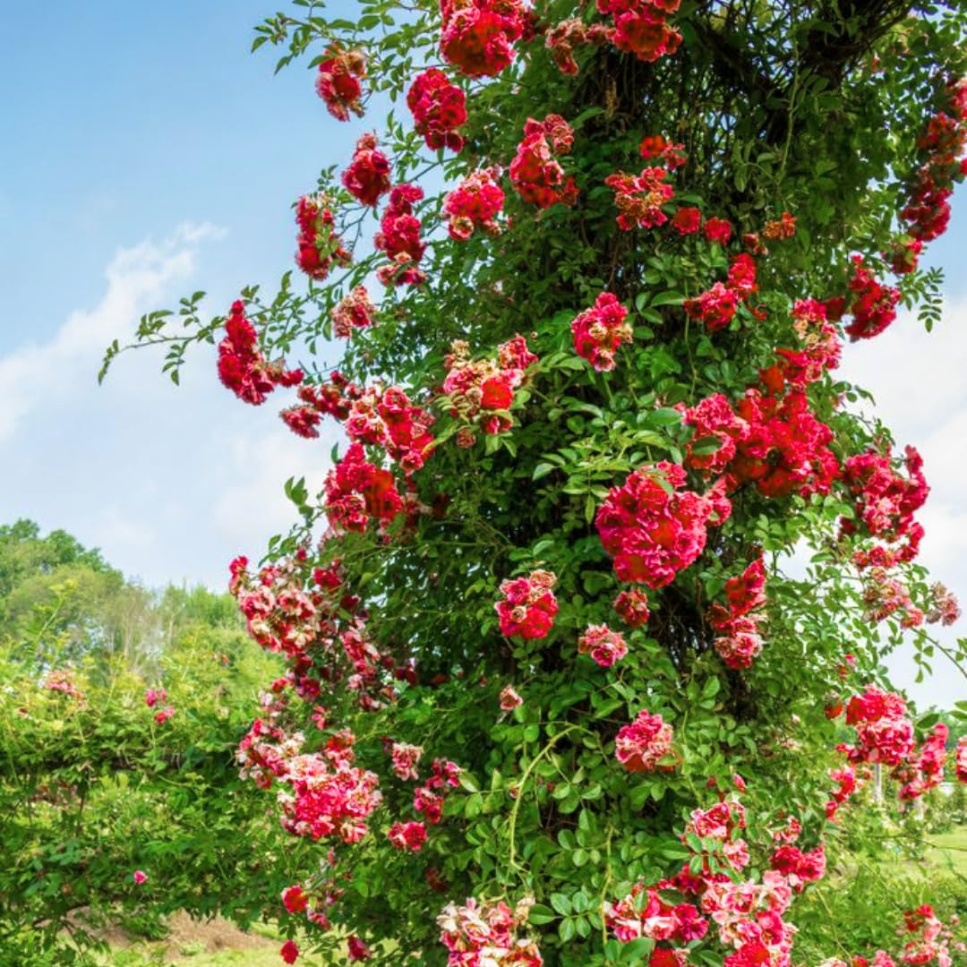 Amazon.com : Fragrant Climbing Rose Live Plant, Well Rooted