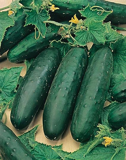 Indica Cucumber American Black 30seeds*4pkts