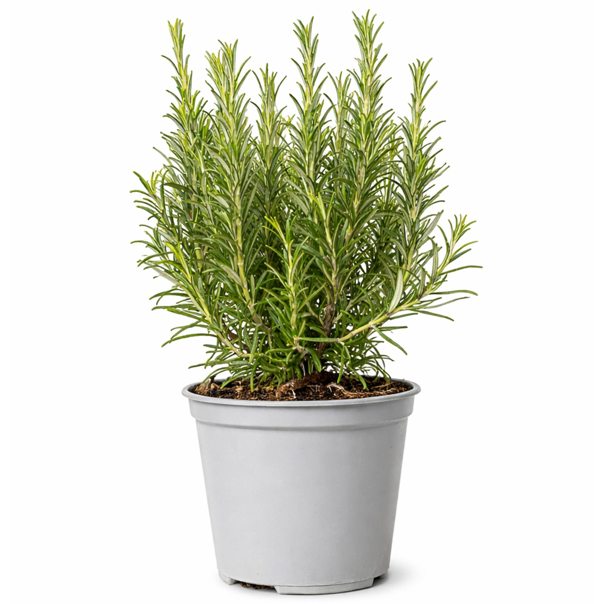 GardenersDream Rosemary Bush Plant - Evergreen Outdoor Garden Ready Rosemary Shrub - Fresh Aromatic Culinary Herb - Easy to Grow Vegetable Herbs for Kitchen Gardens & Patio (30-40 cm, incl. 14cm Pot)