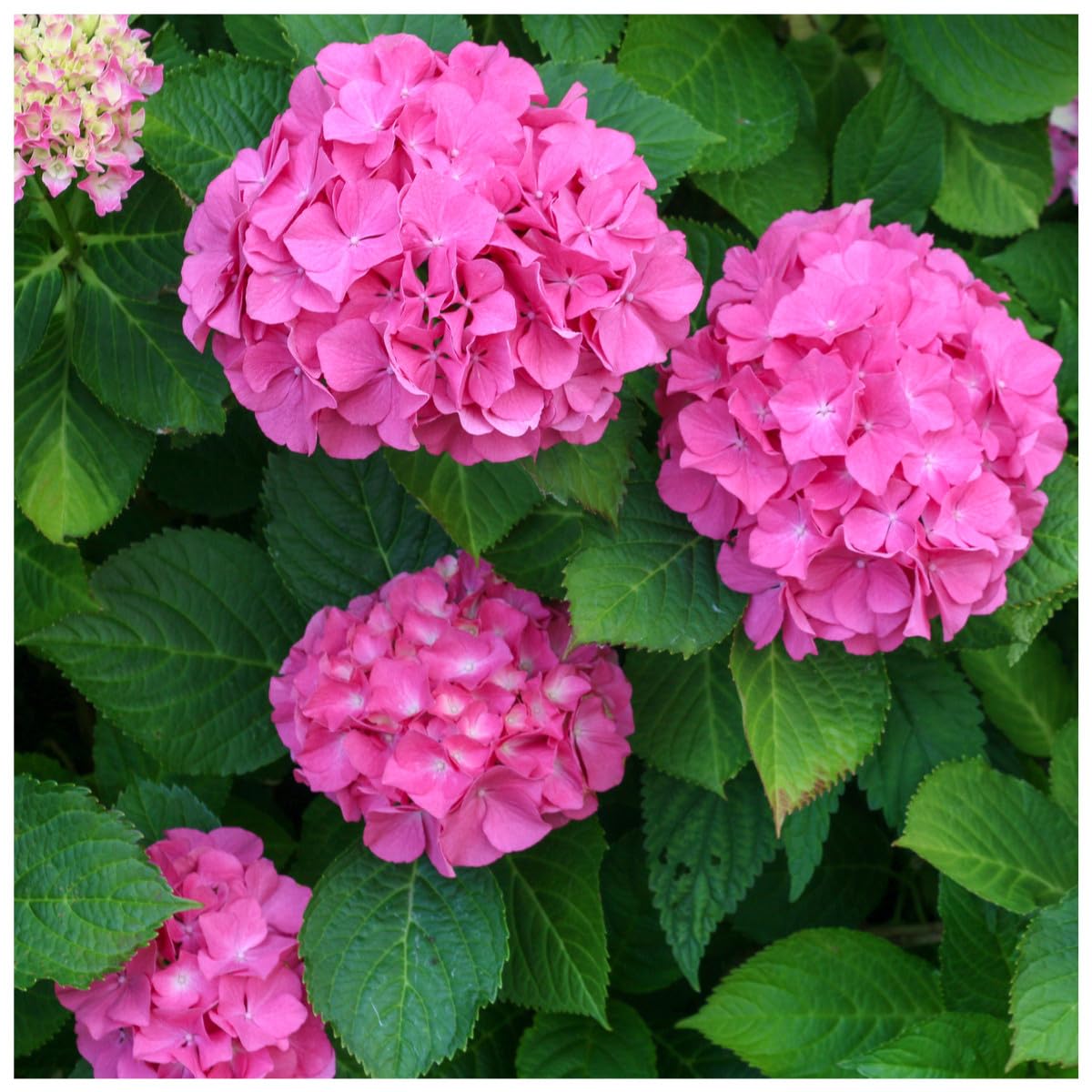 Hydrangea Macrophylla Alpengluhen/Glowing Embers in 2L Pot - Mop Head