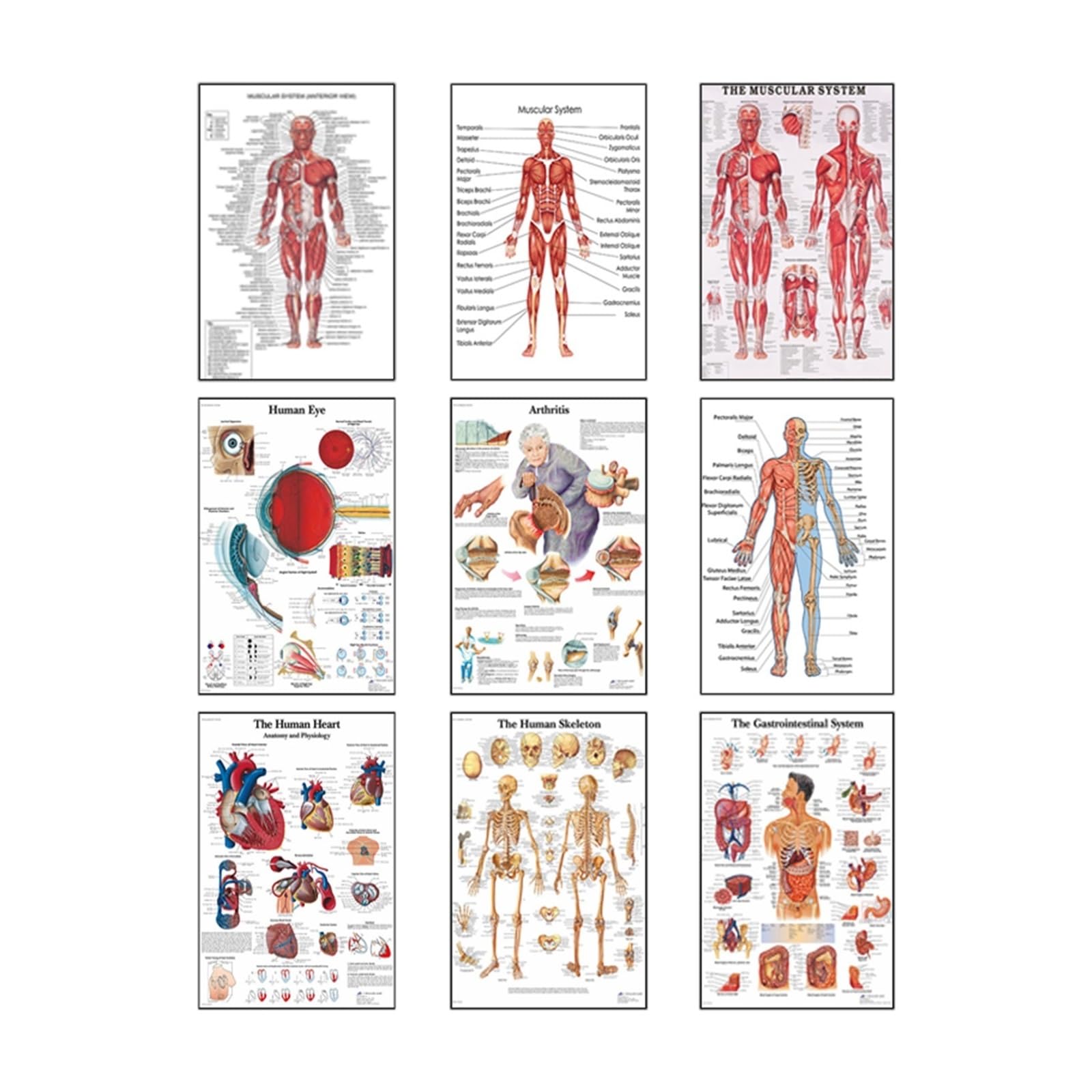 Anatomia człowieka System mięśni Art Canvas Painting, Body Picture and Poster Decoration Medycyna rodzinna Edukacja, bezramowe(9,40X50cm Unframed)