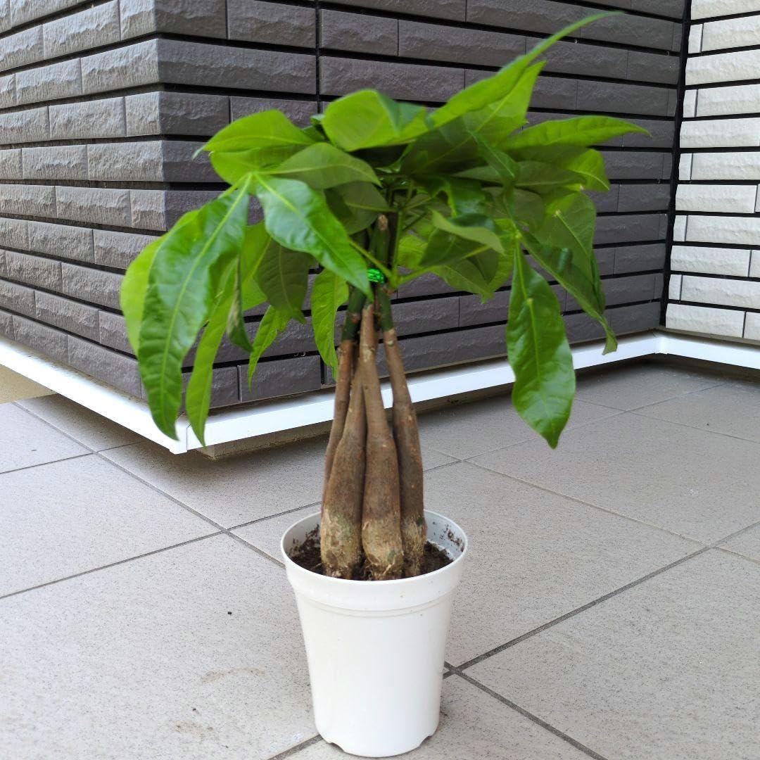 Amazon｜観葉植物 パキラ アクアティカ グラブラ 発財樹 5本ねじり