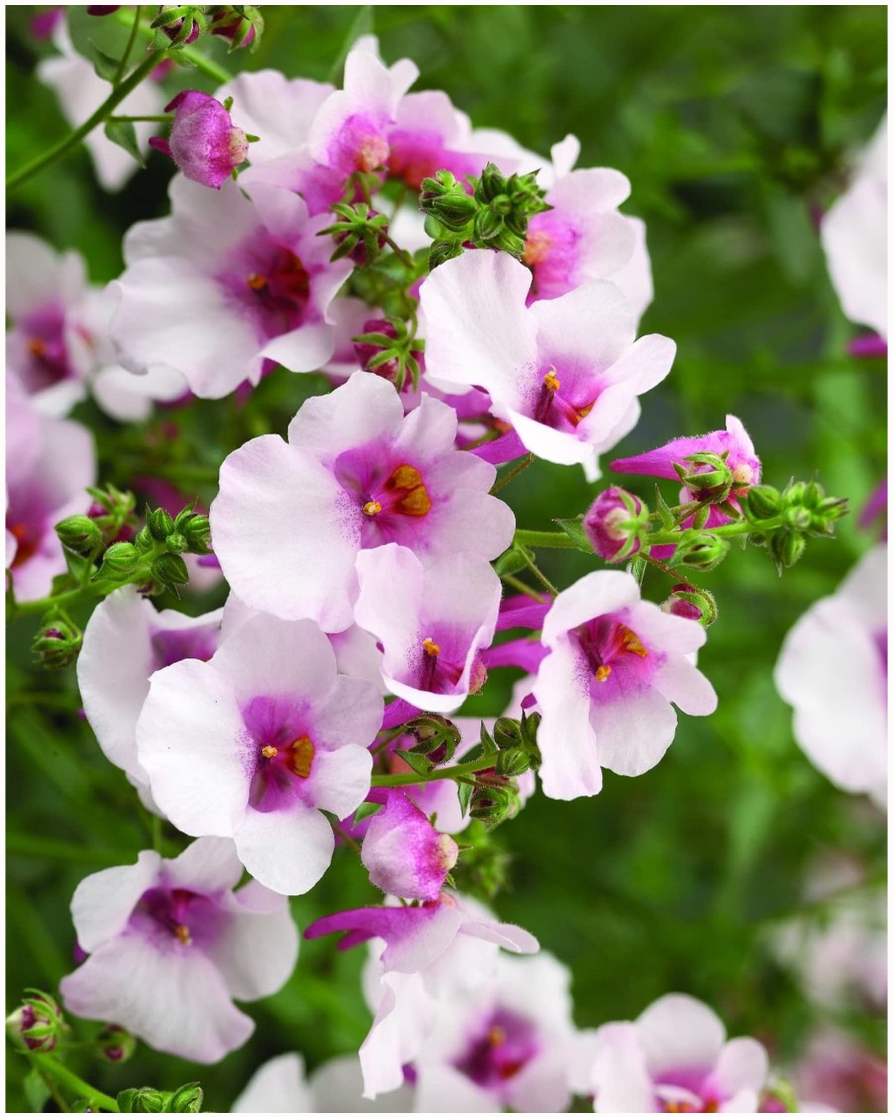 Garden Ready Diascia Flying Colours Appleblossom – Delivered in 3 x 9cm Recyclable Pots. They are Not Seeds Or Fake. These are Real, Living, British Grown, Young Plants That Will Produce Real Blooms