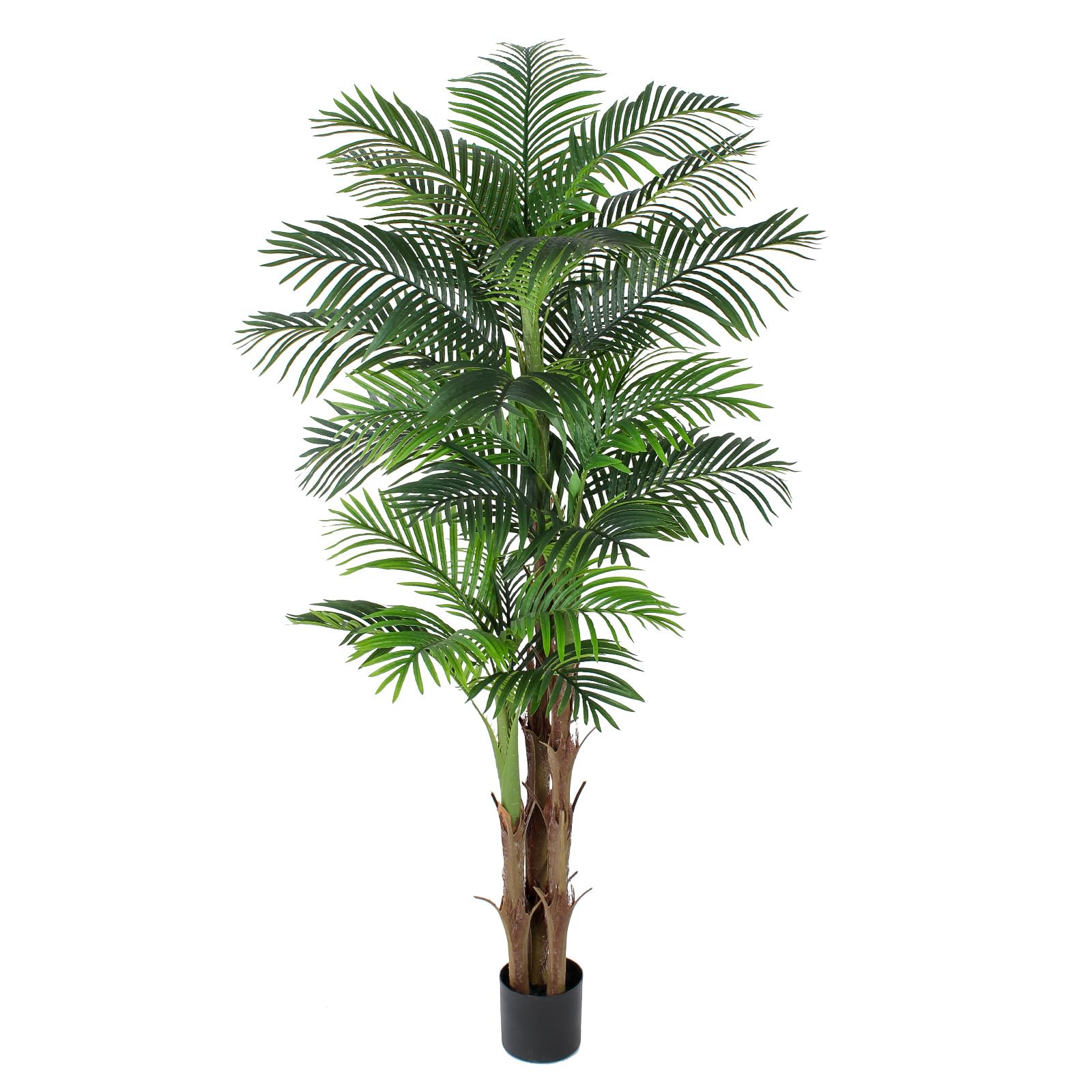 AQUGQ Tall Triple Golden Cane Palm 7ft