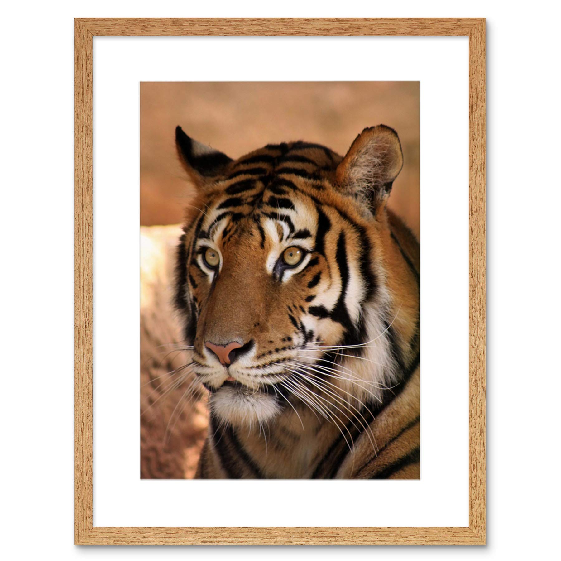 Wee Blue Coo Tiger Animal Nature Cat Art Framed Wall Art Print
