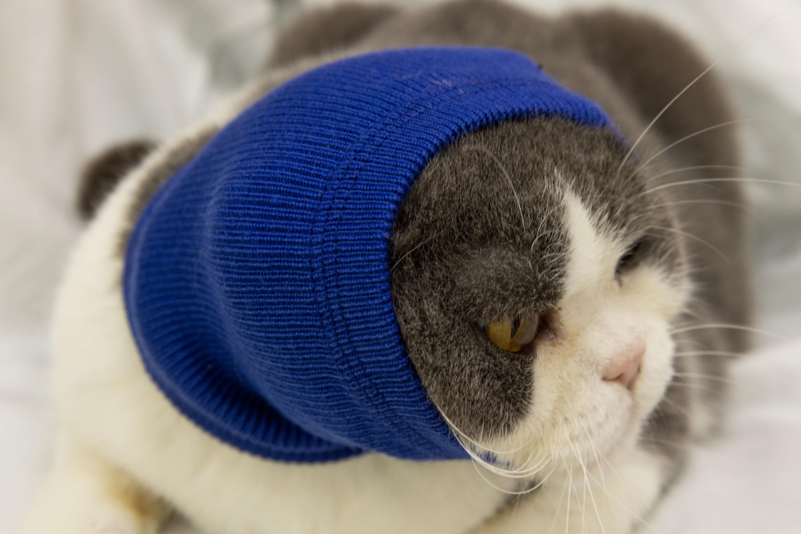 DDFS Cat Ear Wrap Noise Cancelling Headphones Quiet Head Covers Neck Gaiter for Cats Blue S 3