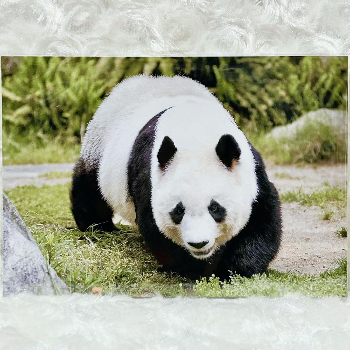 Amazon.co.jp: 王子動物園タンタン ポストカード（）＆2024年