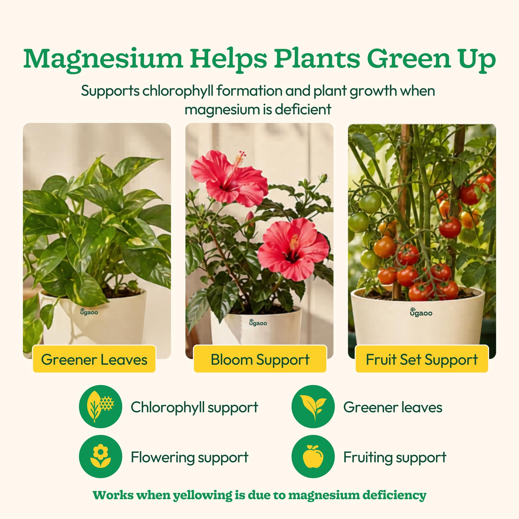 Ugaoo Epsom Salt for Plants 1 Kg | Magnesium Sulphate Fertilizer for Indoor & Outdoor Plants | Improves Soil Nutrient Absorption, Growth Booster for Home Garden, Potting Soil Mix & Gardening Soil 1