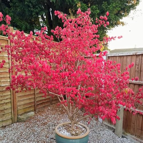 2 Burning Bushes Tree for Planting | 8-12\" Rooted Cuttings | Hardy Fire Bush Shrub Live Plant to Decorative Hedge