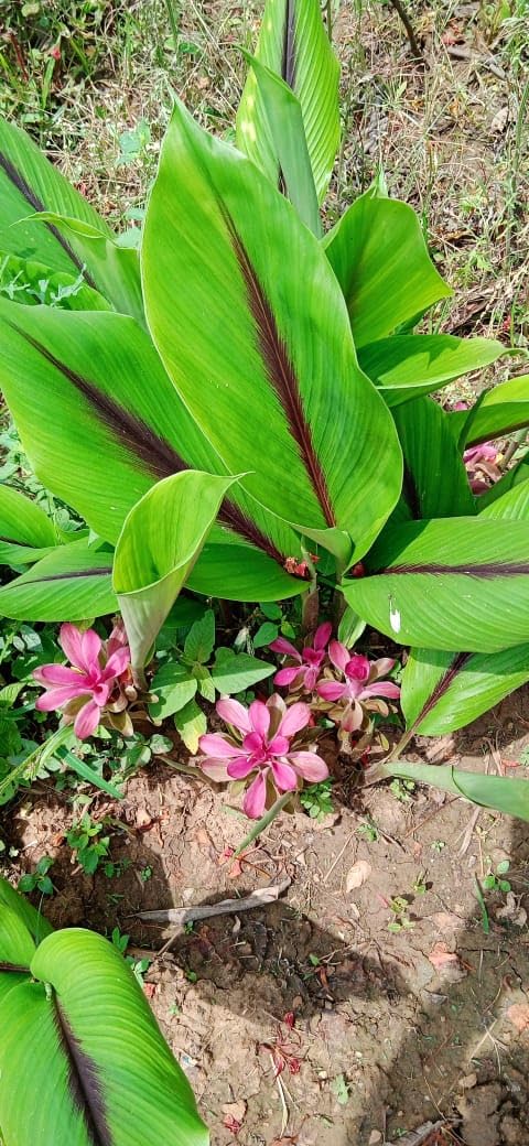 Original Rare Kali Haldi (Black Turmeric) bulbs or seeds - 1 kg (around 40 50 seeds)-image-42