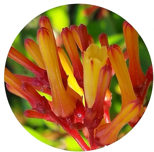 Firefly - Arbusto de fuego rojo escarlata enano, Hamelia Patens cv, planta arbustiva viva, flor naranja amarilla, Emerald Goddess Gardens - Starter