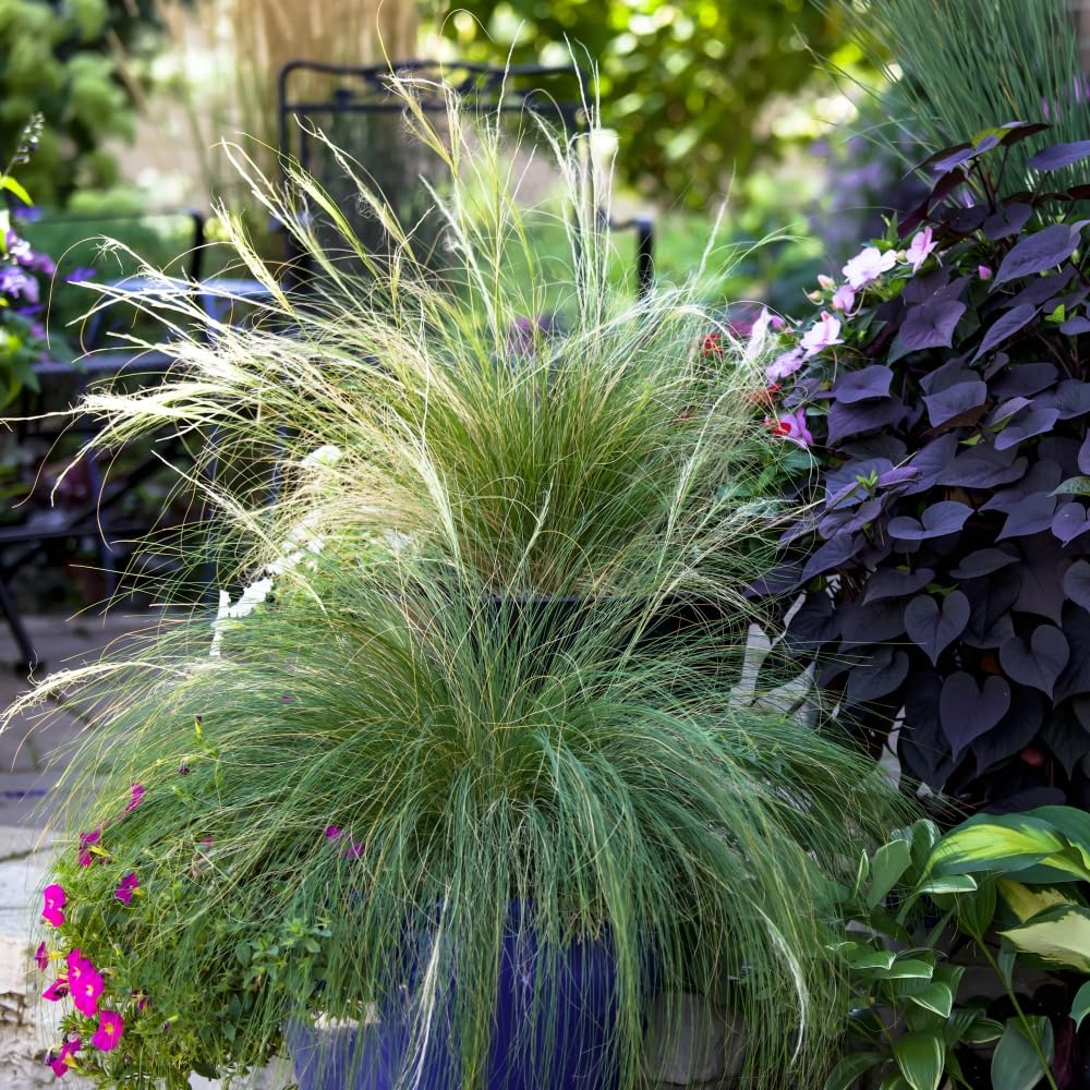 Stipa tenuissima 'Ponytails' - Graceful Ornamental Grass with Soft, Feathery Plumes Low Maintenance, Drought Tolerant 1X 9cm Pots by Thompson and Morgan