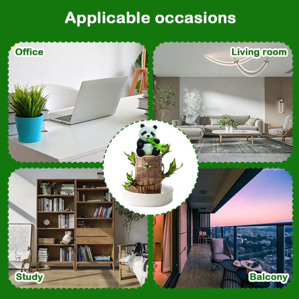 Pianta Legno Brasiliano Portafortuna - Bonsai Con Vaso E Ornamenti Panda Per Casa E Ufficio - Foto 10