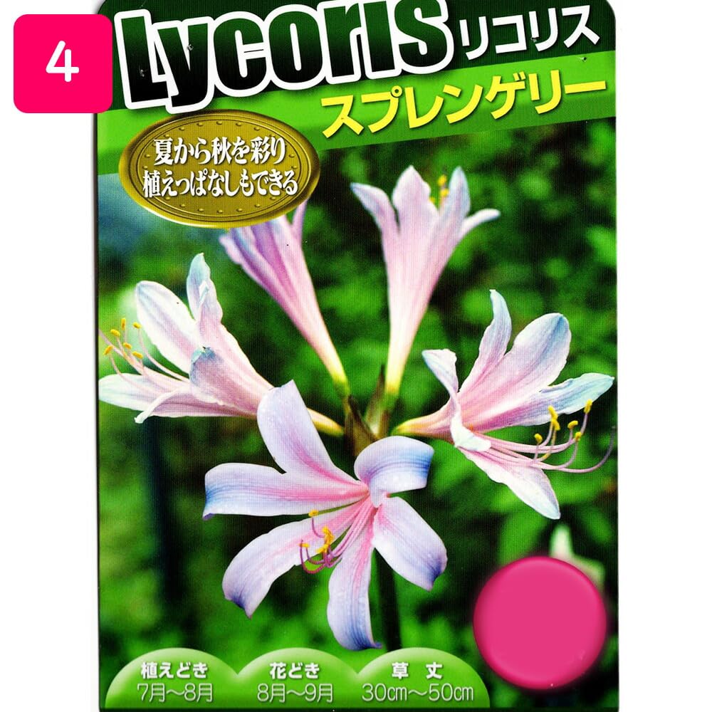 リコリス球根3球 Amazon.co.jp: リコリス 球根 【3球】【スプレンゲリー】ムラサキ