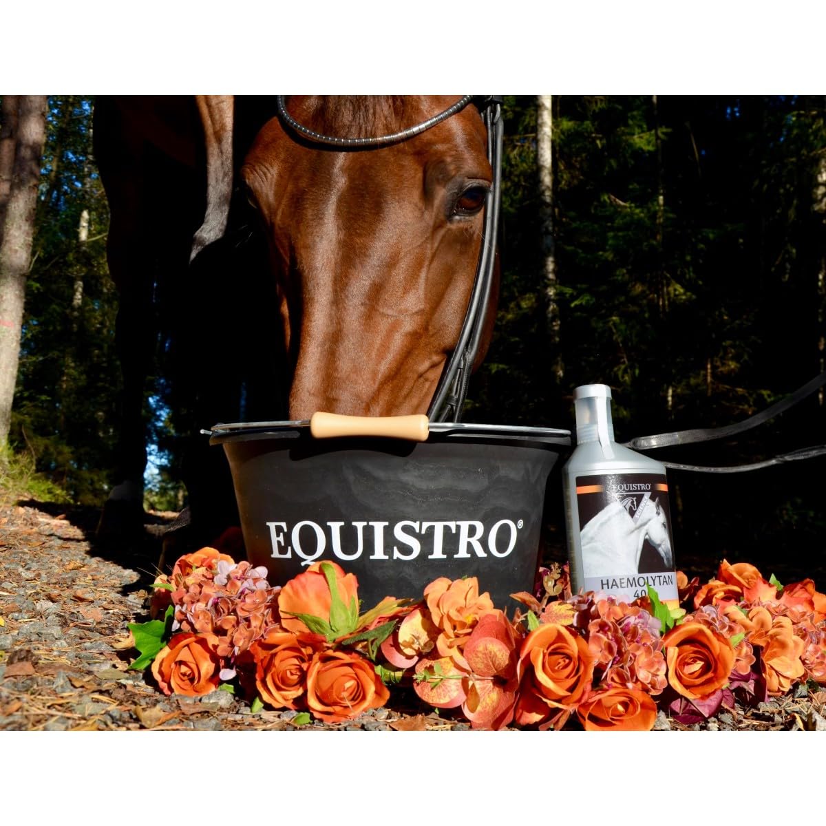 EQUISTRO® Haemolytan 400 | Ergänzungsfuttermittel für Pferde | Unterstützung der Vitalität | Kann zur Verbeserung der allgemeinen Leistungsbereitschaft beitragen | 1L