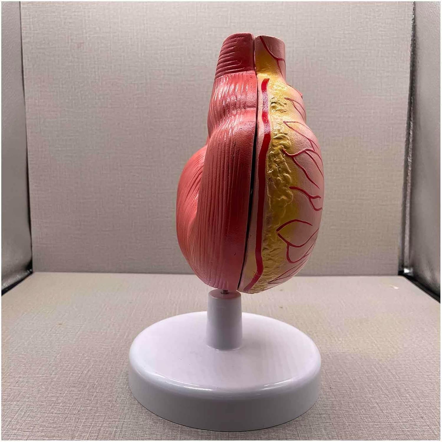 Pig Stomach Anatomy Model, Simulation Animal Pig Removable Stomach Anatomical Teaching Model, Stomach Section Medical Model for Educational Training Scientific.