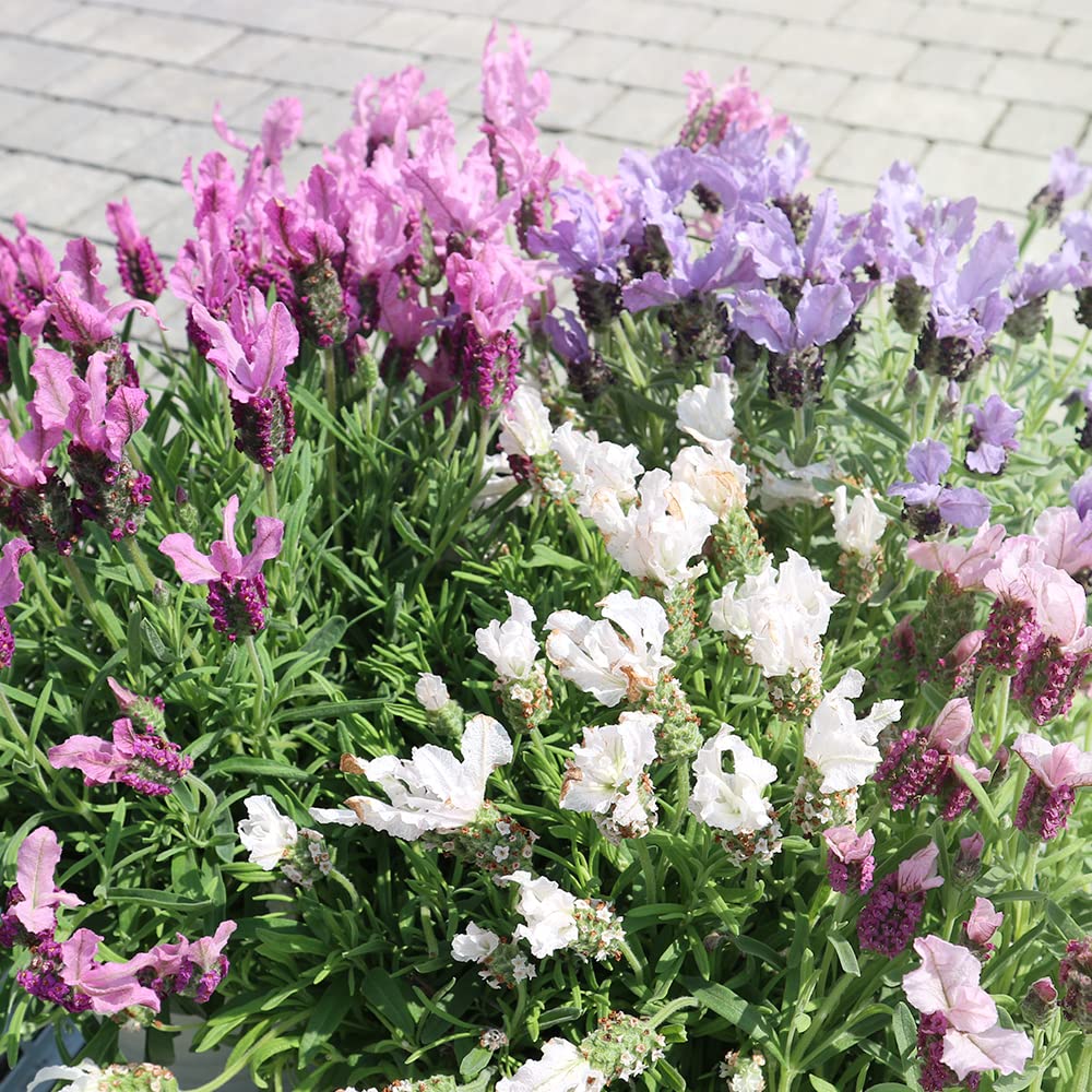 開花中♥フレンチラベンダー　カフェモカ♥人気品種♥花苗ポットごと 開花中♥フレンチラベンダー カフェモカ♥人気品種♥花苗ポットごと