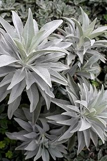 50 Seeds Hs) White Sage Seeds Good for What Ails You Easy to Seasons, Meaningful Gift.