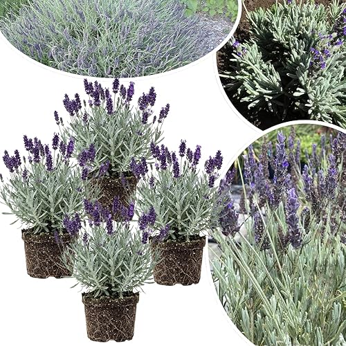 4 Lavender Plants Live Starter Plants 4-6" in Tall, Hardy