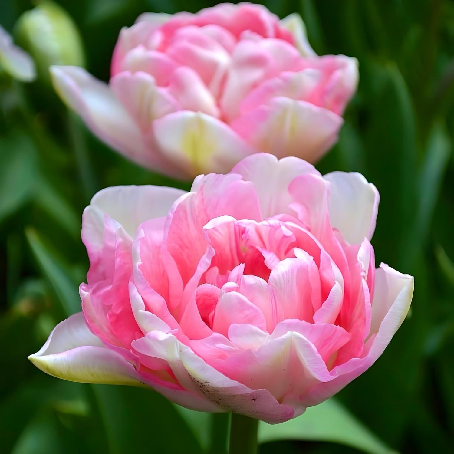 Tulip Bulbs ‘Angelique’ (20) Beautiful Fragrant Pink Spring Flower