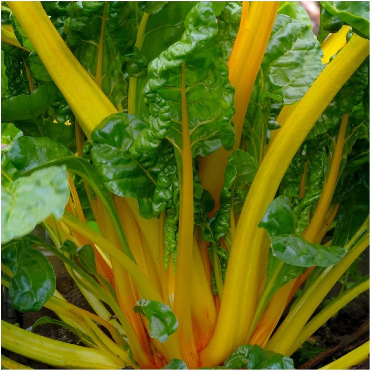 Everwilde Farms - 1/4 Lb Organic Canary Swiss Chard Seeds - Gold Vault