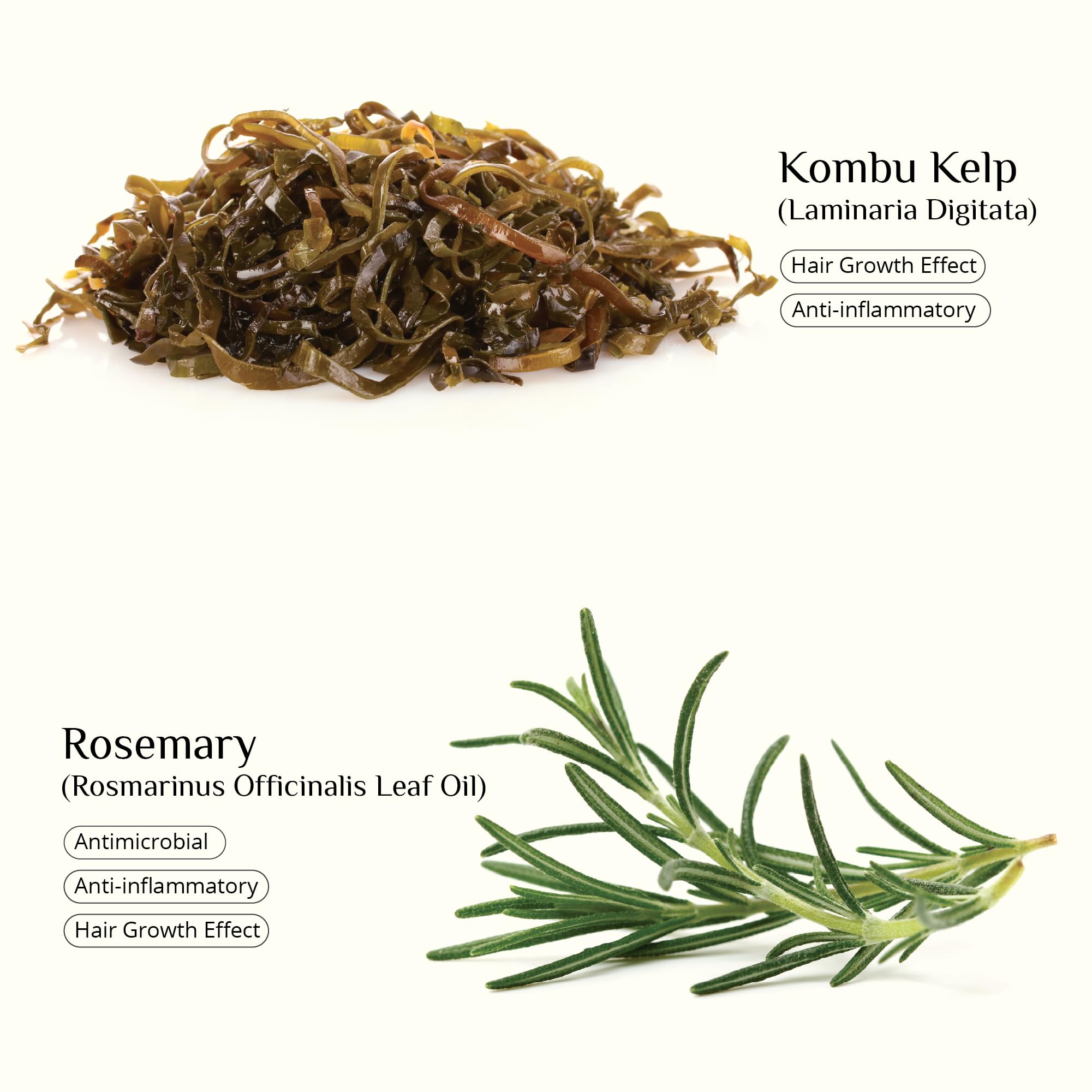 SEAWEED ORGANICS, Seaweed Shampoo, Vegan certified, Organic Scottish seaweeds, Rosemary, Vitamin E, No SLS or Parabens - Image 4
