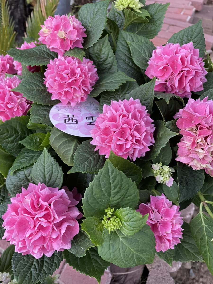 Amazon｜あじさい 紫陽花 鉢植え 母の日 贈り物 フラワーギフト