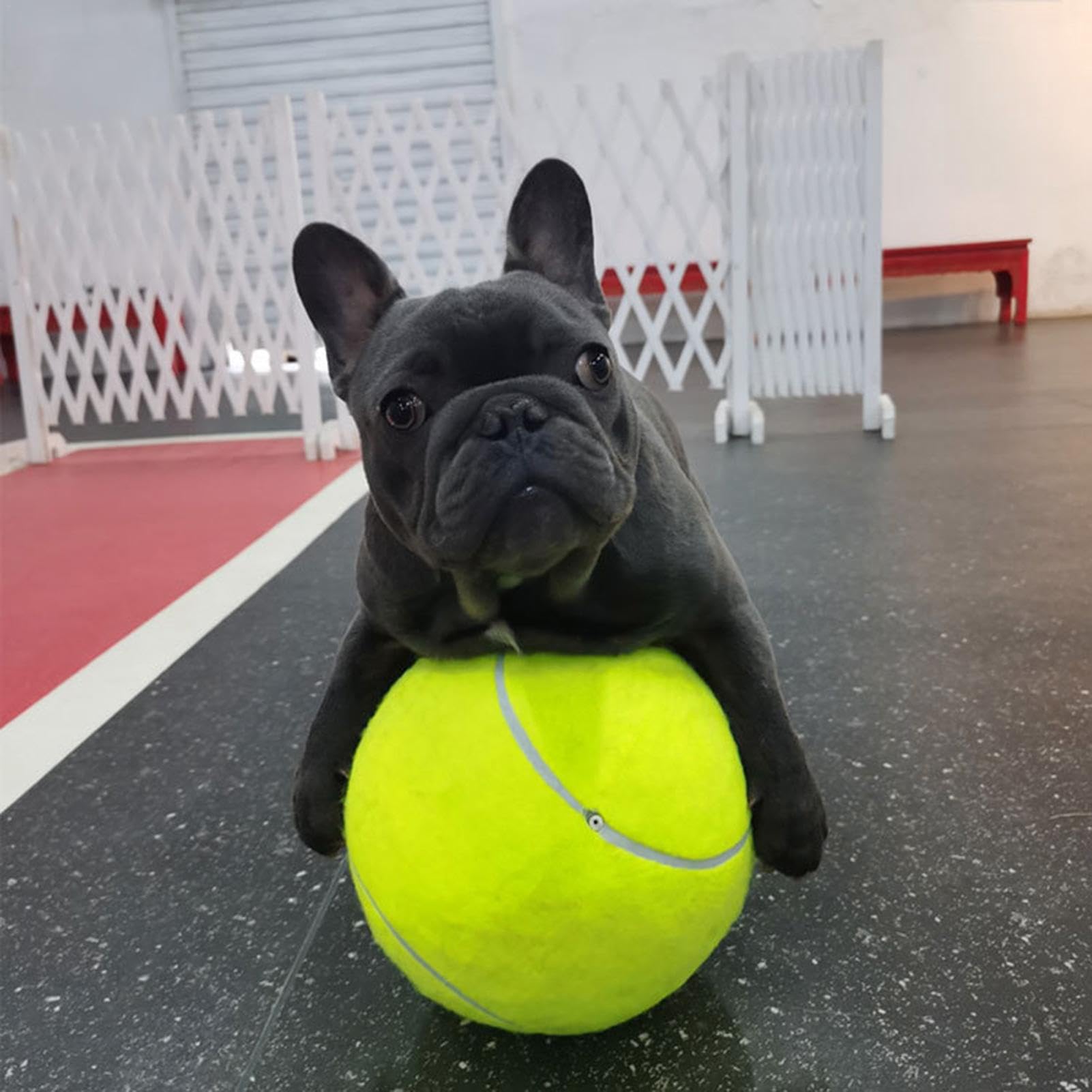 Palla per cuccioli – Palline grandi per parco giochi, palla da recupero, divertente per sport all'aria aperta, giocattolo interattivo resistente ai morsi per cani, giocattoli con rivestimento in | divertente per sport all'aria aperta, giocattolo interatti