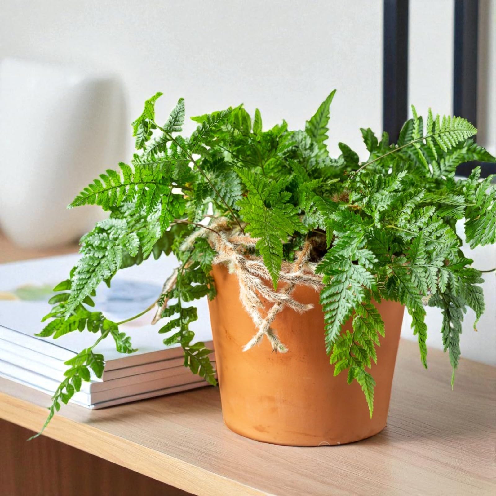 Carbeth Plants White Rabbit Foot Fern in 12cm Pot - Indoor Houseplant with Unique Fuzzy Rhizomes -Compact Decorative Fern for Home, Office, Kitchen & Bathroom