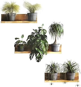 Amazon Co Jp Maydahui ウォールステッカー 緑 植物 鉢植え 亀の葉 おしゃれ 壁紙 シール かわいい アート 子供 部屋 部屋飾り 玄関 居間 ウォールペーパー シール式 ポスター ステッカー 壁飾り ウォールデコ ウォール 装飾 Diy 剥がせる ウォールシール Diy 工具