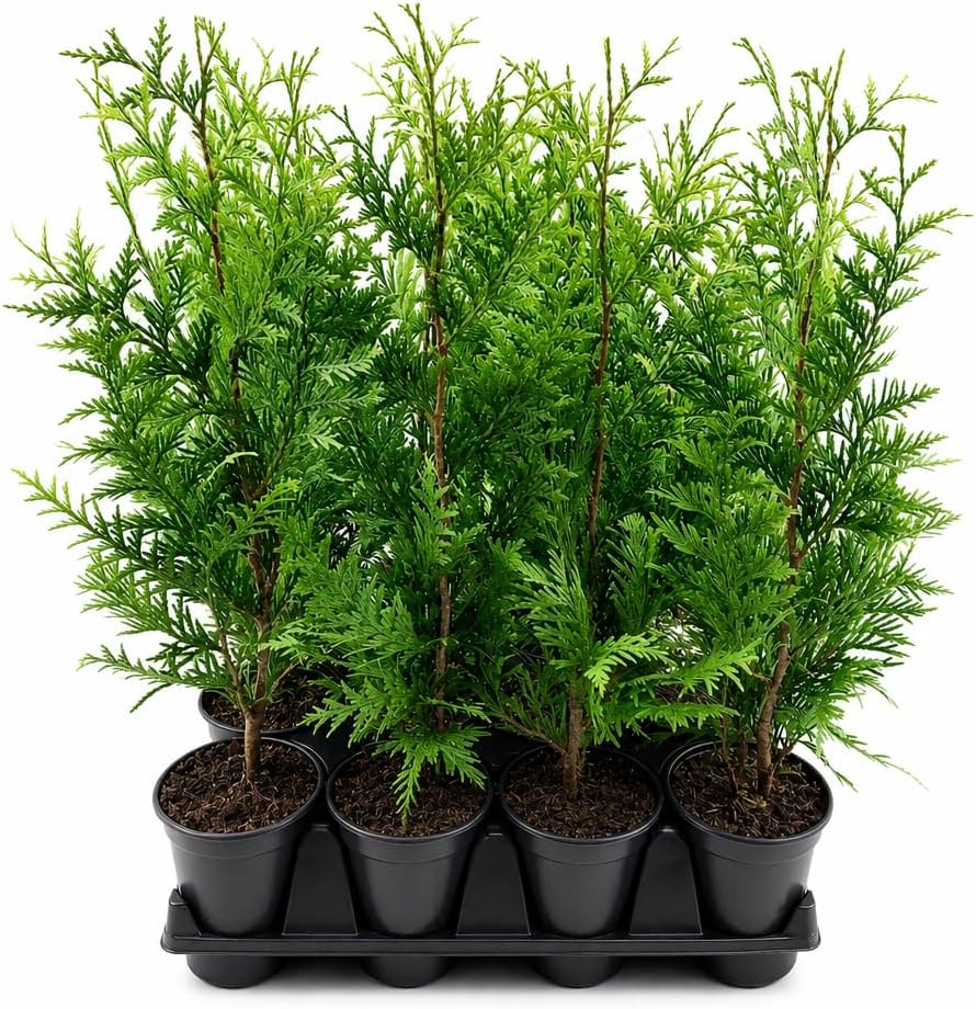 Thuja Arborvitae Green Giant - 10 Live Quart Size Plants - Evergreen Privacy Trees
