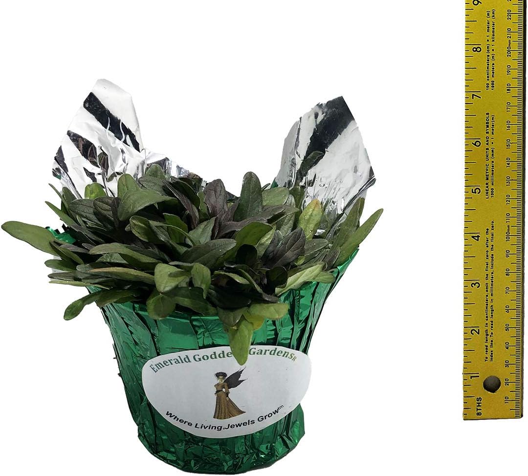Chocolate Chip Bugleweed - Ajuga x tenori 'Valfreda' - Live Plant - Cold Hardy Shade - Bronze Leaf- Blue Flower -Emerald Goddess Gardens - Starter Sz 4 Inch Pot