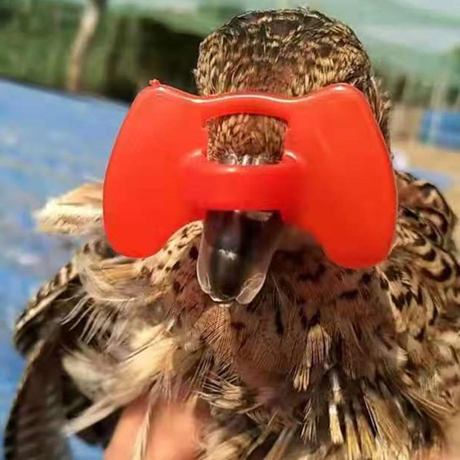 Chicken Eye Blinders – Lunettes anti-picage de poulet | Lunettes anti-picage de faisan | Lunettes de prévention de la volaille avec pince pour poule de coq