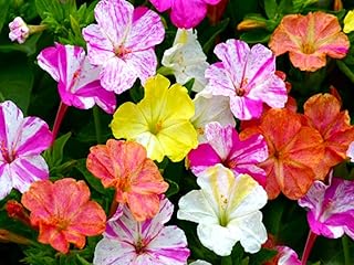 Seeds Multicolor Mirabilis Seed Mix 20 Seeds for Planting Four O’Clocks Flowers