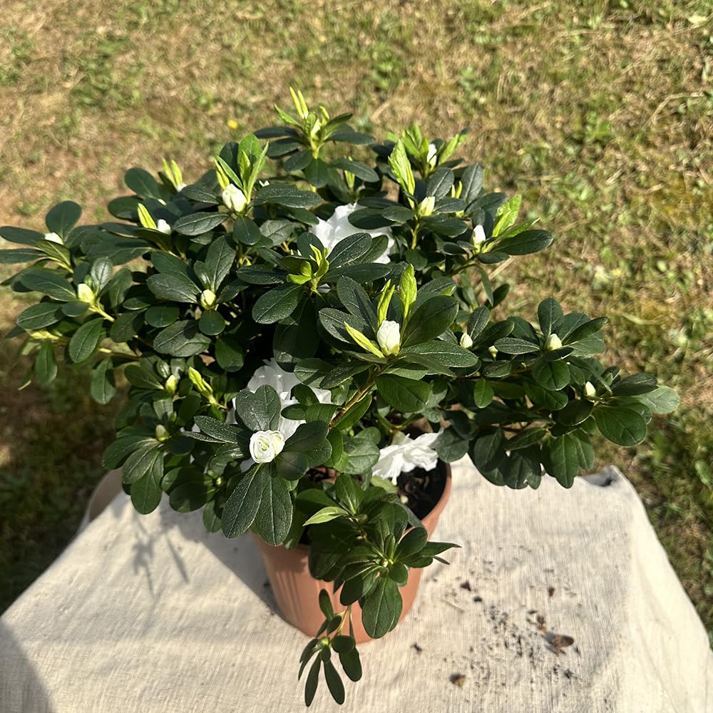 Azalea da Esterno in Vaso 18cm | Pianta Sempreverde Acidofila Prodotte in Italia | Fioritura Febbraio-Maggio |Altezza 45 cm | Vaso Riciclato (Bianco)