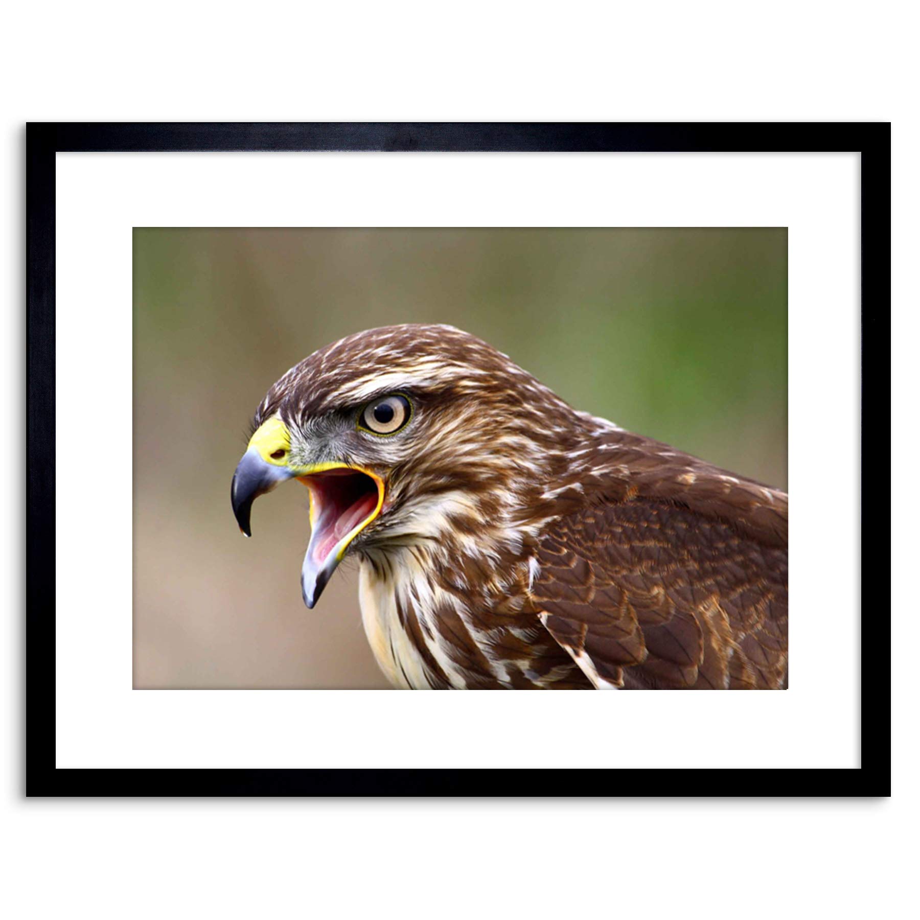 Wee Blue Coo PHOTO BUZZARD BIRD PREY BEAK HAWK FRAMED PRINT F97X2884