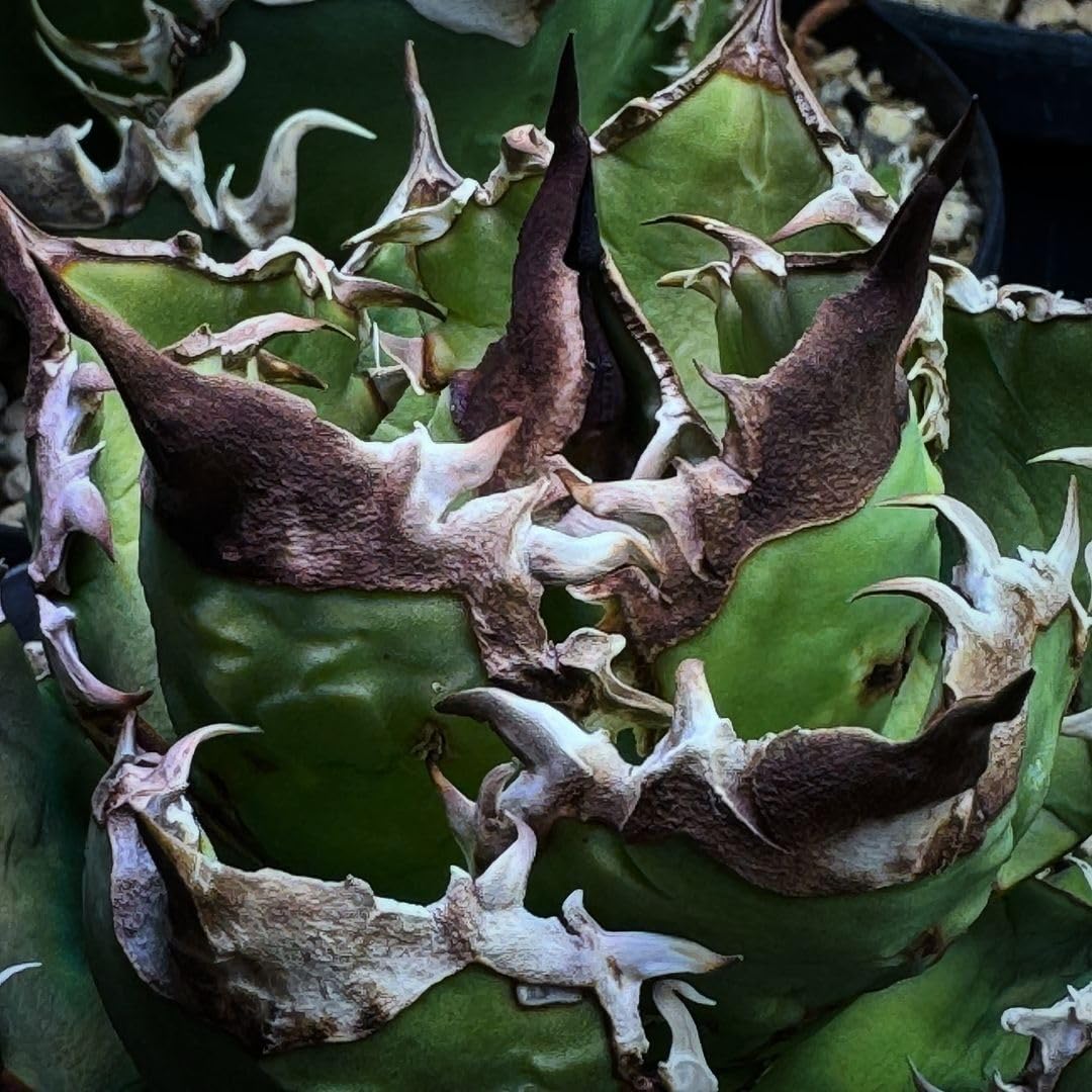 Amazon｜S72 多肉植物アガベ チタノタ 麒麟 子株｜観葉植物 オンライン通販